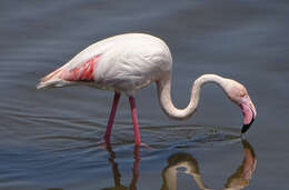 Imagem de Phoenicopterus Linnaeus 1758