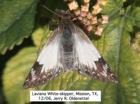 Image of Laviana White-Skipper