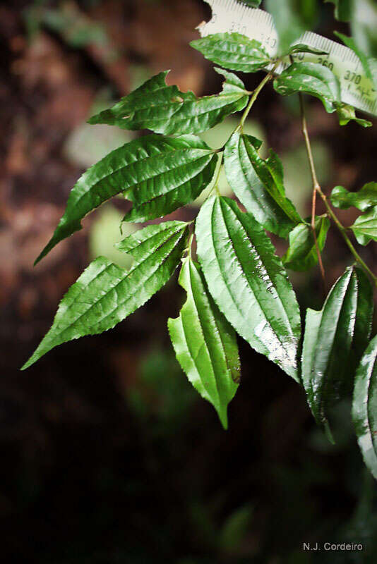 Plancia ëd Ziziphus pubescens Oliver