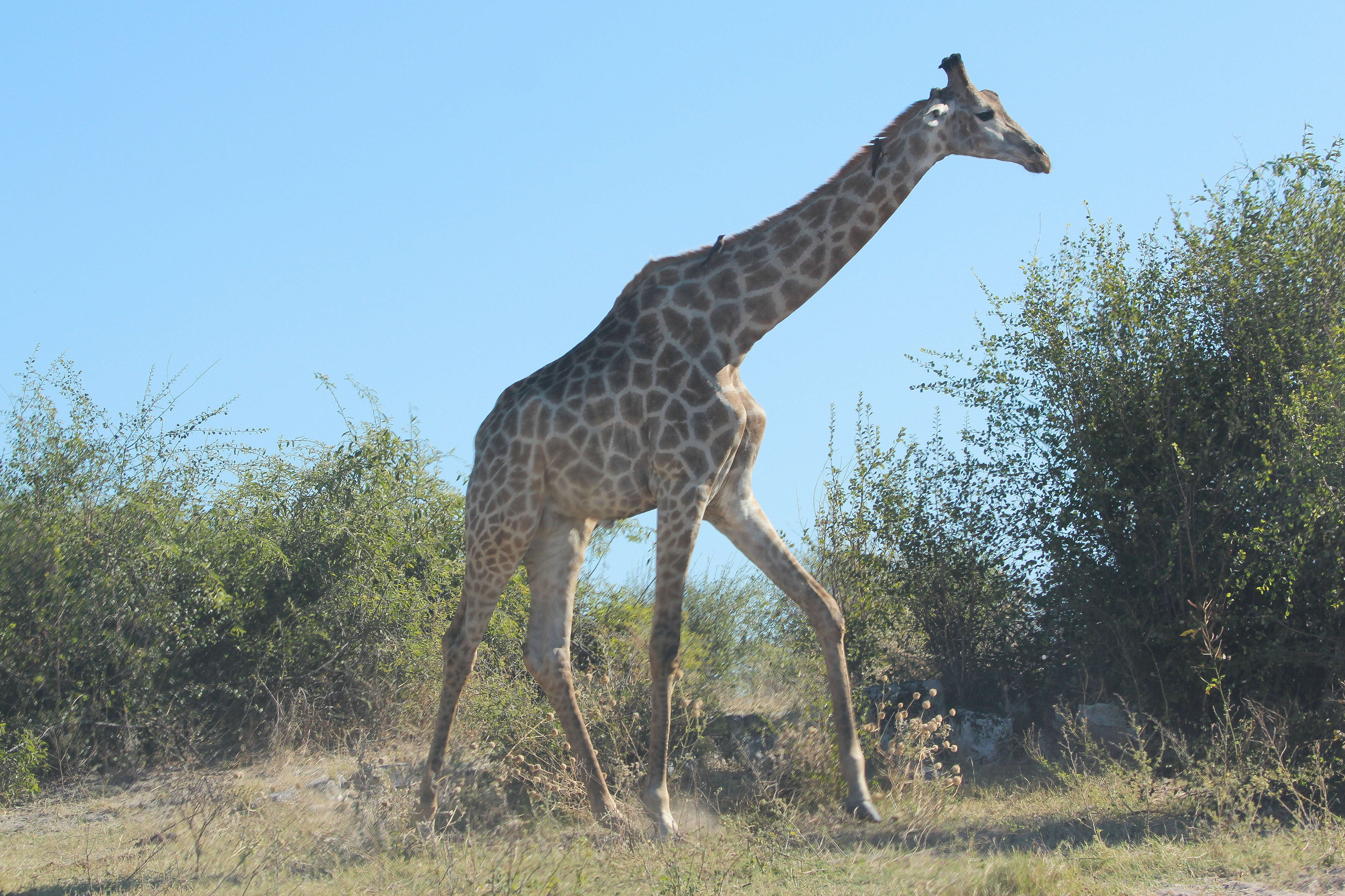 Image of Southern giraffe