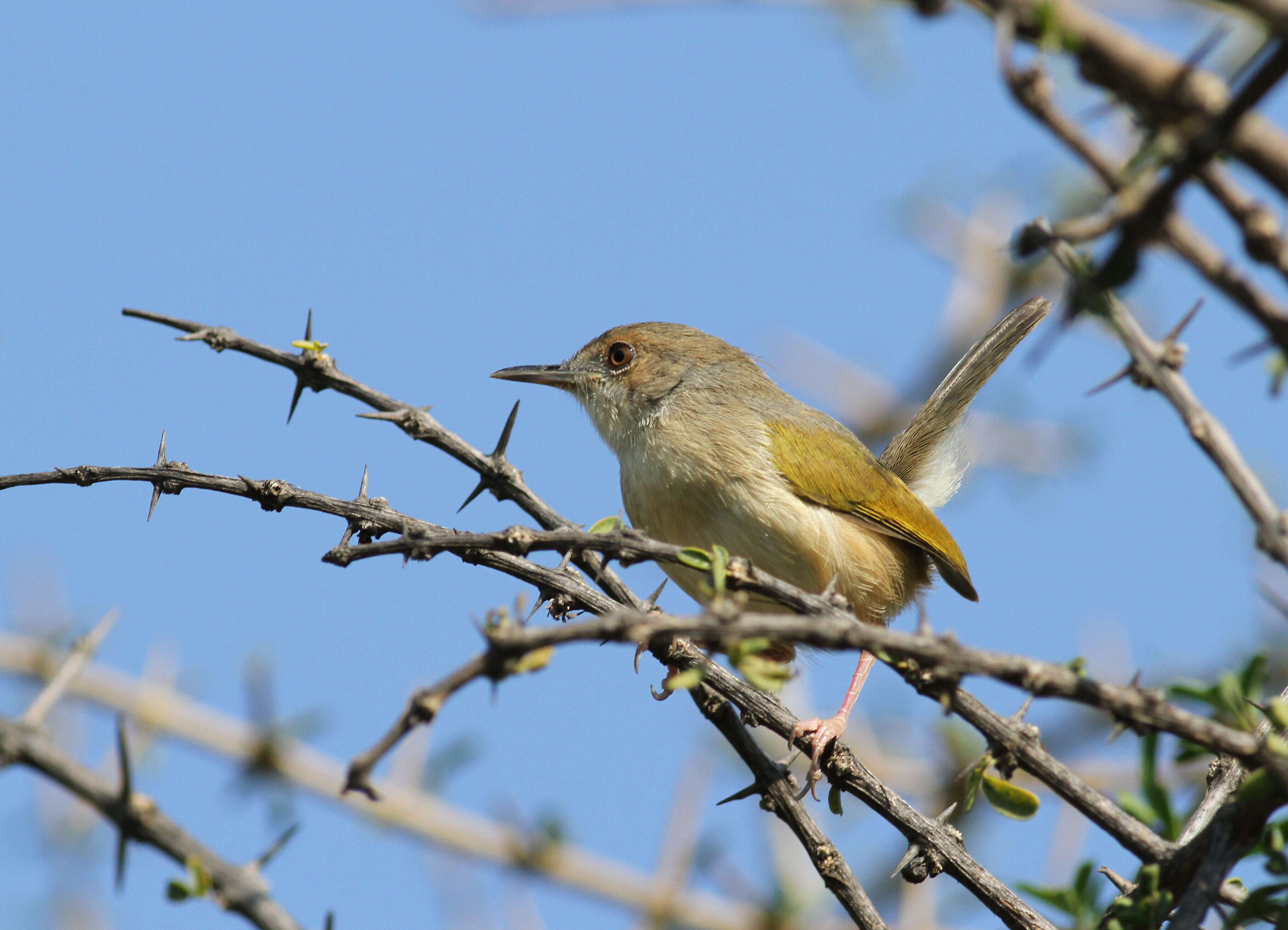 Image of Camaroptera Sundevall 1850