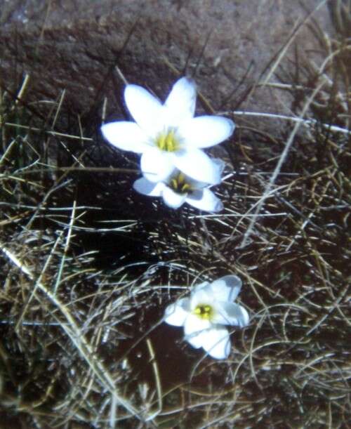 Plancia ëd Hesperantha schelpeana Hilliard & B. L. Burtt