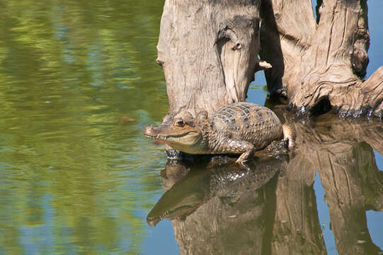 Image of Common Caiman