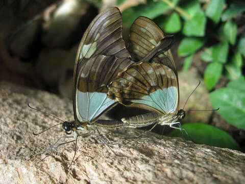 Image of Papilio phorcas Cramer (1775)