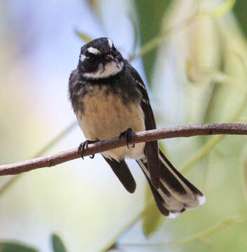 Image of Grey Fantail