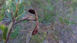 Image of Acacia hispidula (Sm.) Willd.