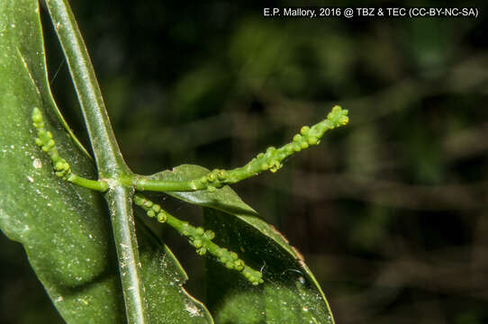 Image de Phoradendron