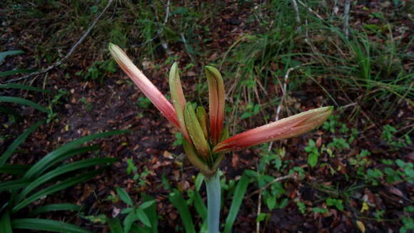 Слика од Hippeastrum stylosum Herb.