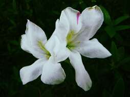 Image of Rhododendron mucronatum (Bl.) G. Don