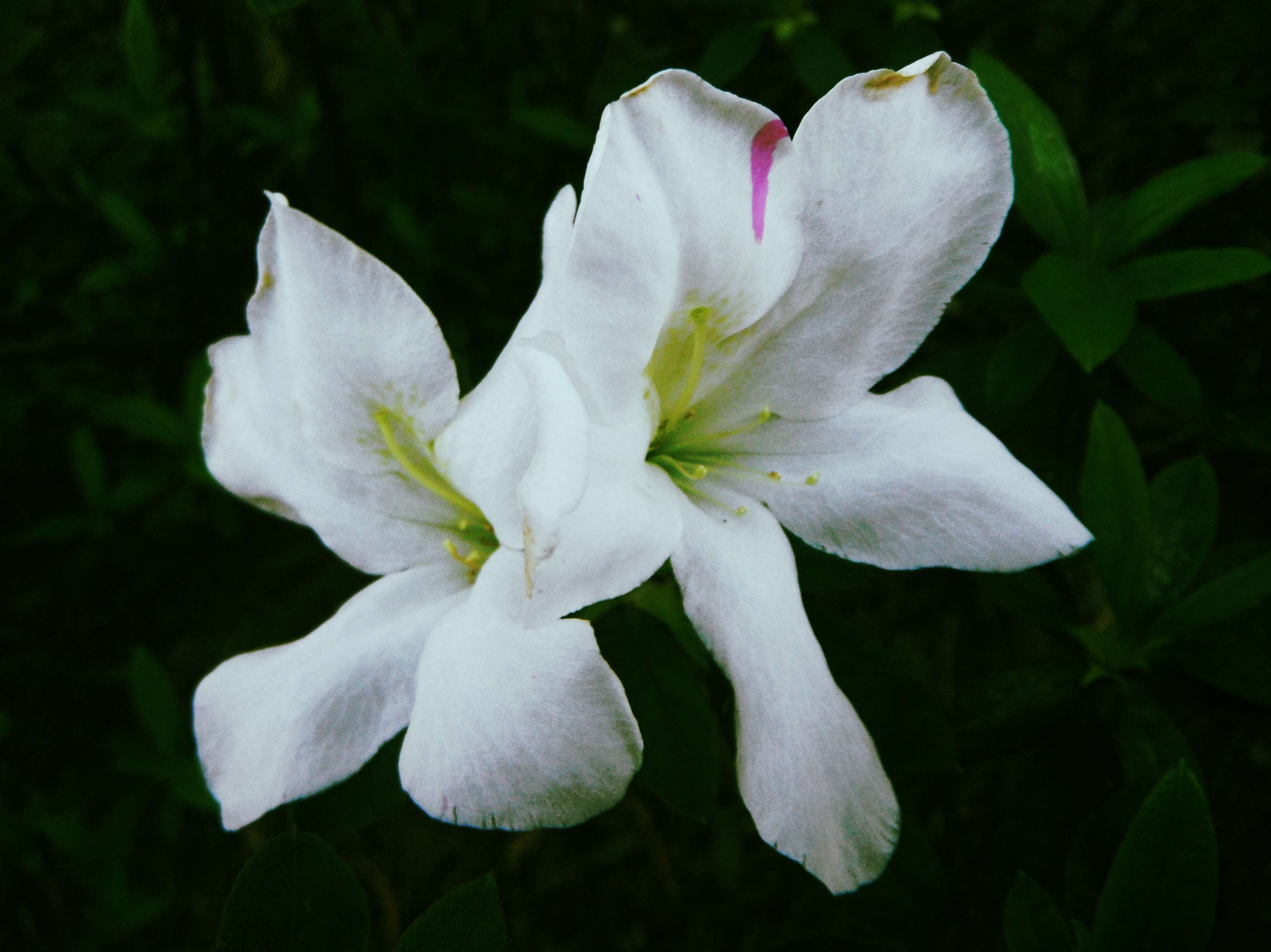 صورة Rhododendron mucronatum (Bl.) G. Don