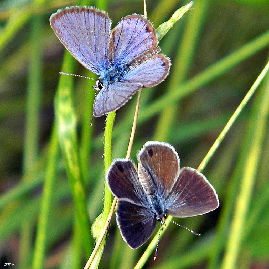 Image of Hemiargus