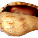 Image of Strombus pipus