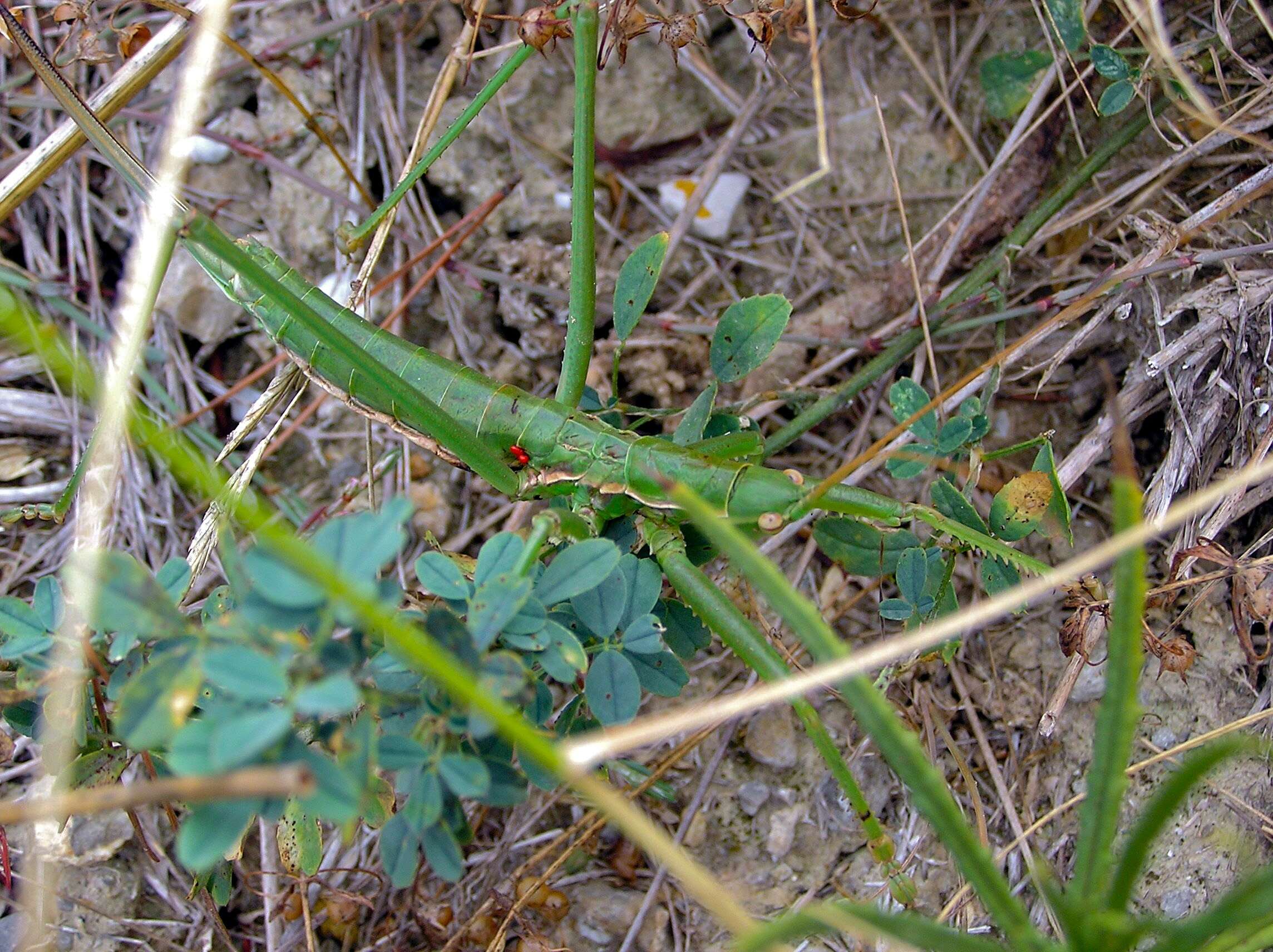 Image of Common Predatory Bush-cricket