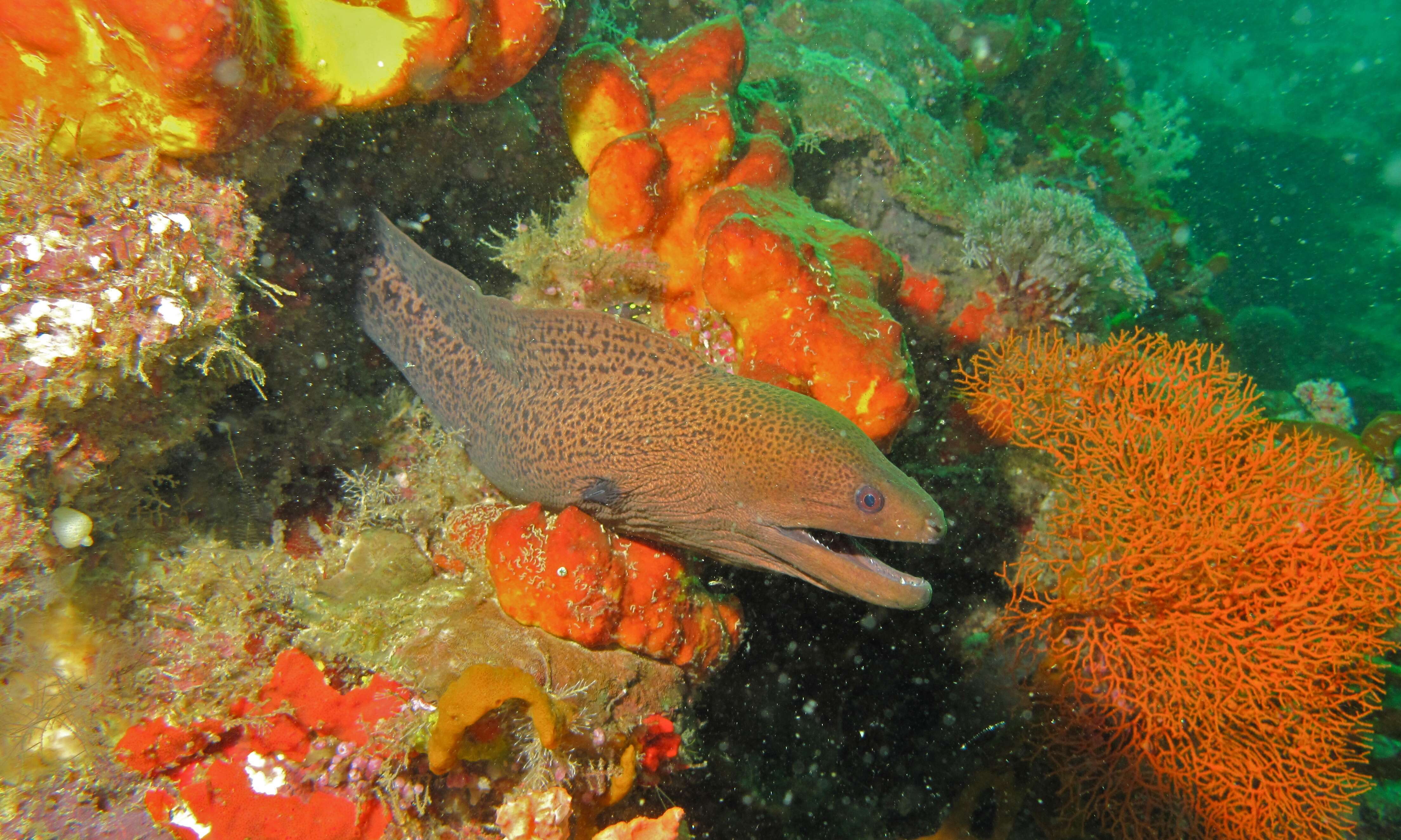 Image of Giant moray