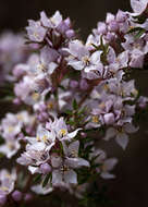 Image of Boronia pilosa Labill.