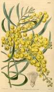 Image of Acacia dentifera Benth.