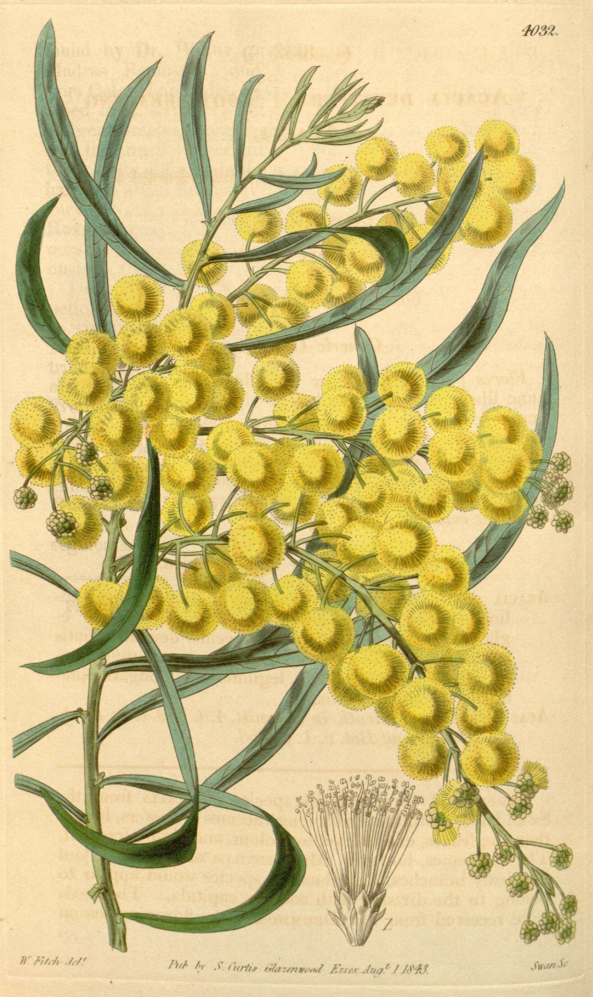 Image of Acacia dentifera Benth.