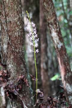 Image of hyacinth orchids