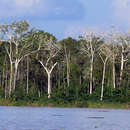 Image of Cecropia latiloba Miq.