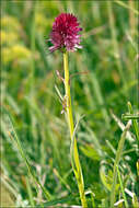 Gymnadenia bicolor (W. Foelsche) W. Foelsche & O. Gerbaud的圖片