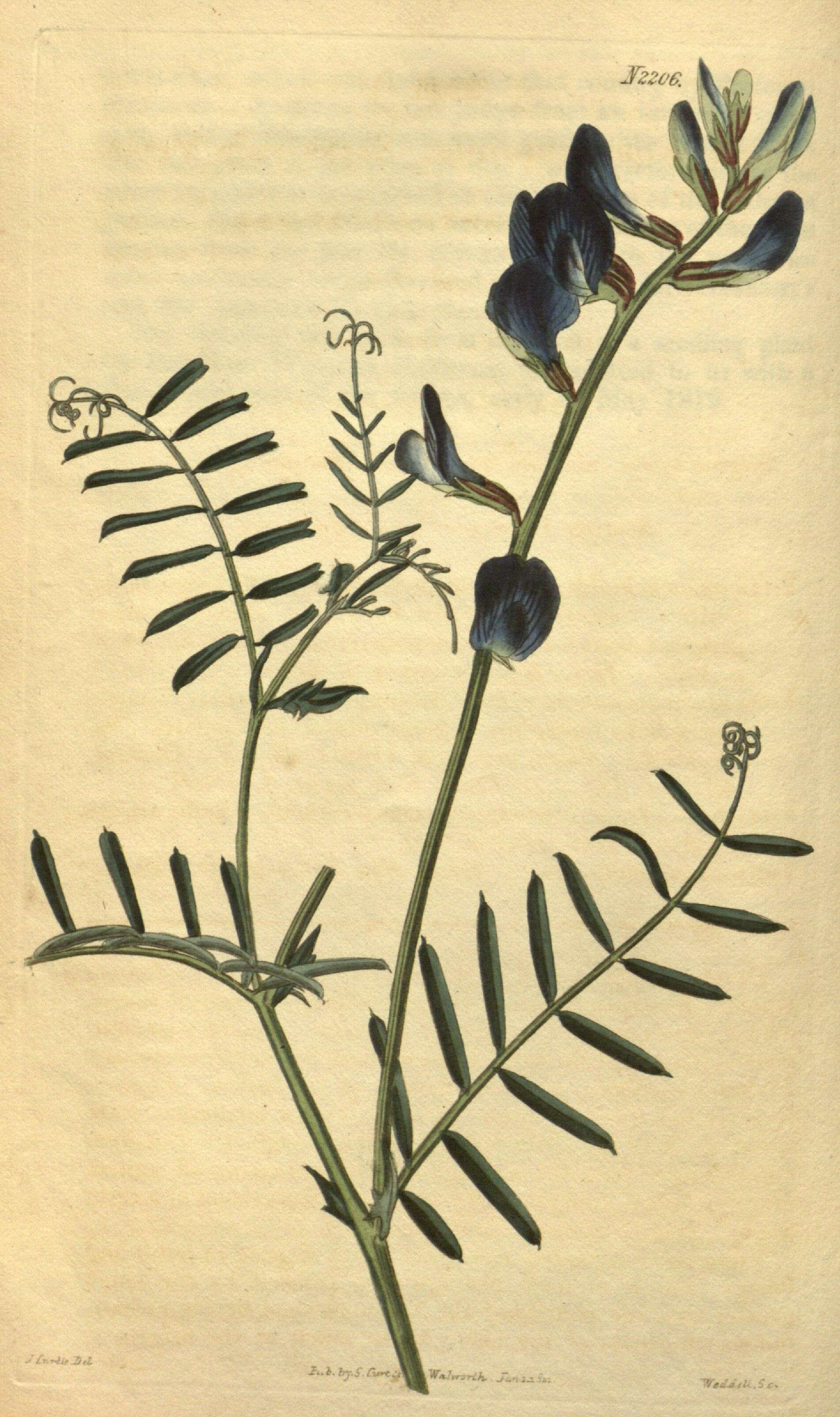 Image of Sainfoin vetch