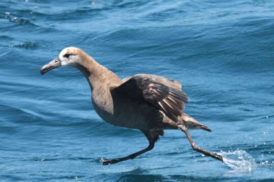 Image of North Pacific albatross