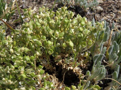 Image de Draba sphaeroides Payson