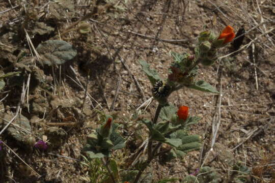 Image of globemallow