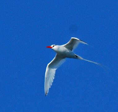 Image of Red-billed Tropicbird