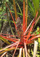 Image of bromelia