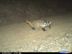 Image of badger