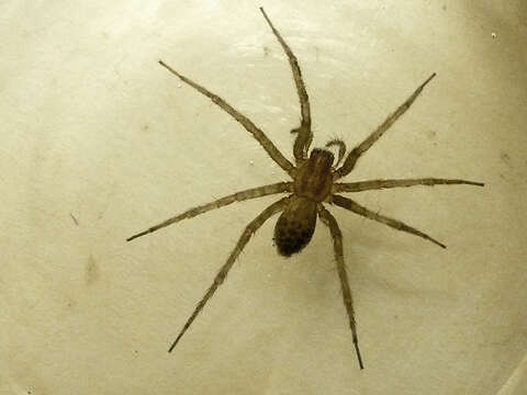 Image of Barn Funnel Weaver