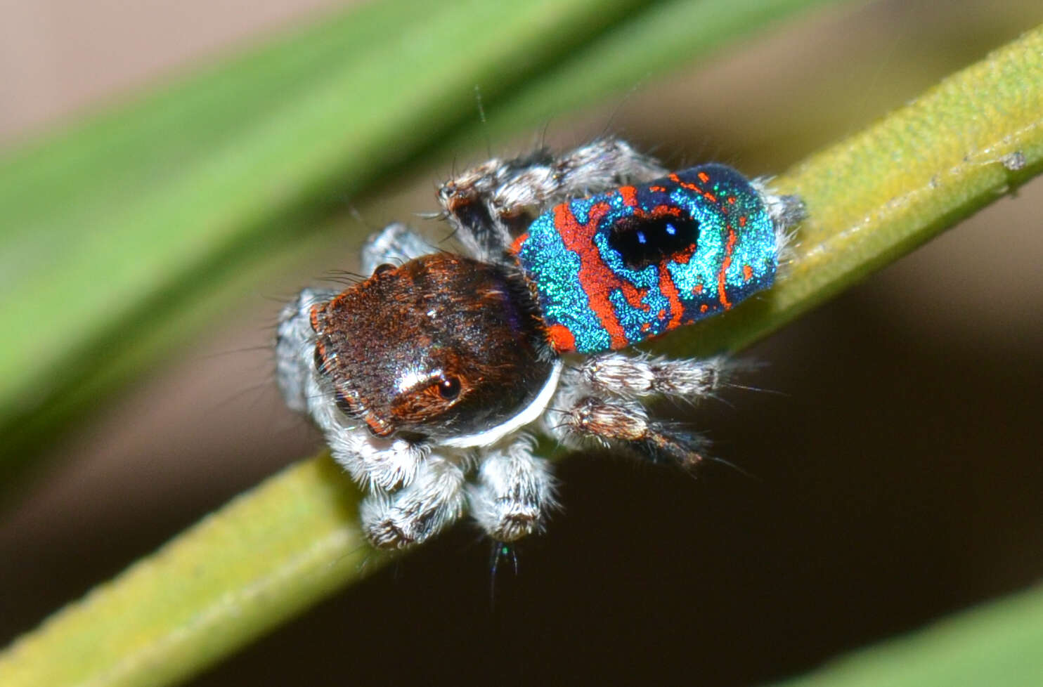 Peacock Spider