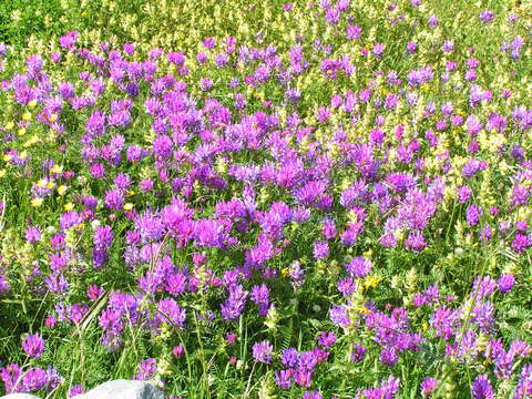 Image of alpine milkvetch