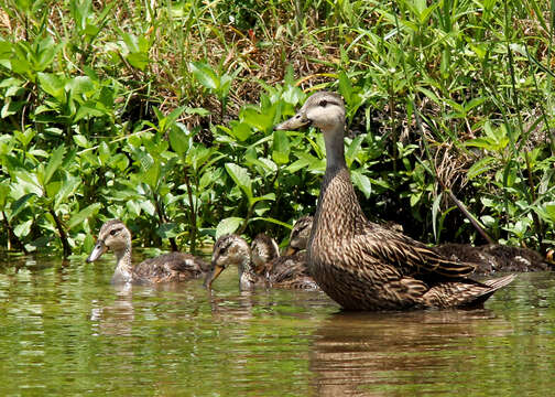 Image of Florida duck