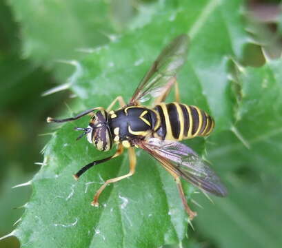 Image of Spilomyia longicornis Loew 1872