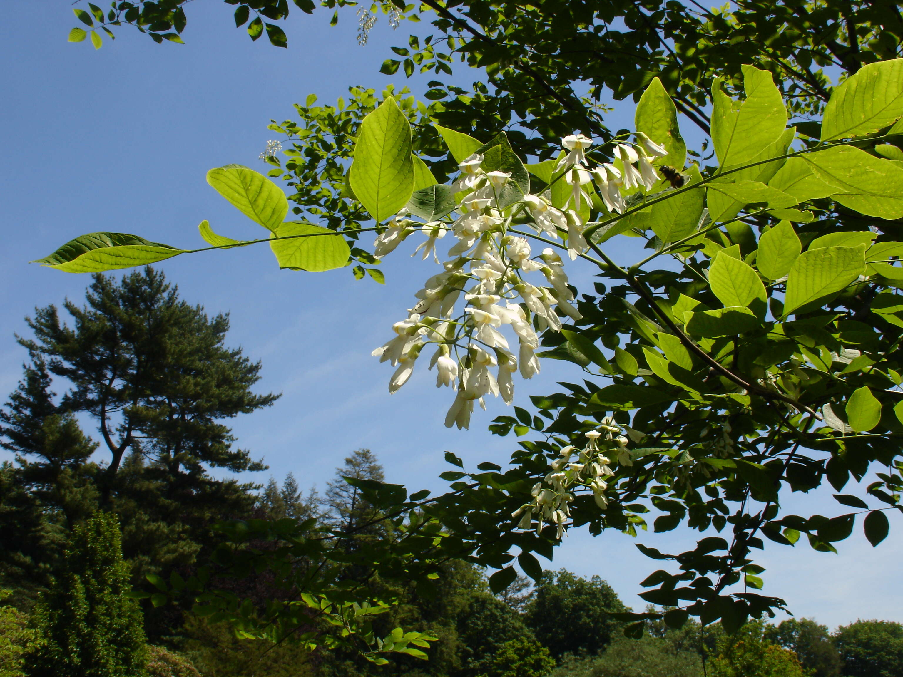 Image of yellowwood