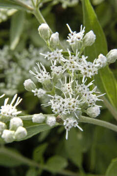 Image of lateflowering thoroughwort