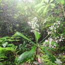 Image of Ardisia gigantifolia Stapf