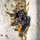 Imagem de Megachile mystaceana (Michener 1962)