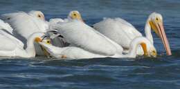 Image of pelicans