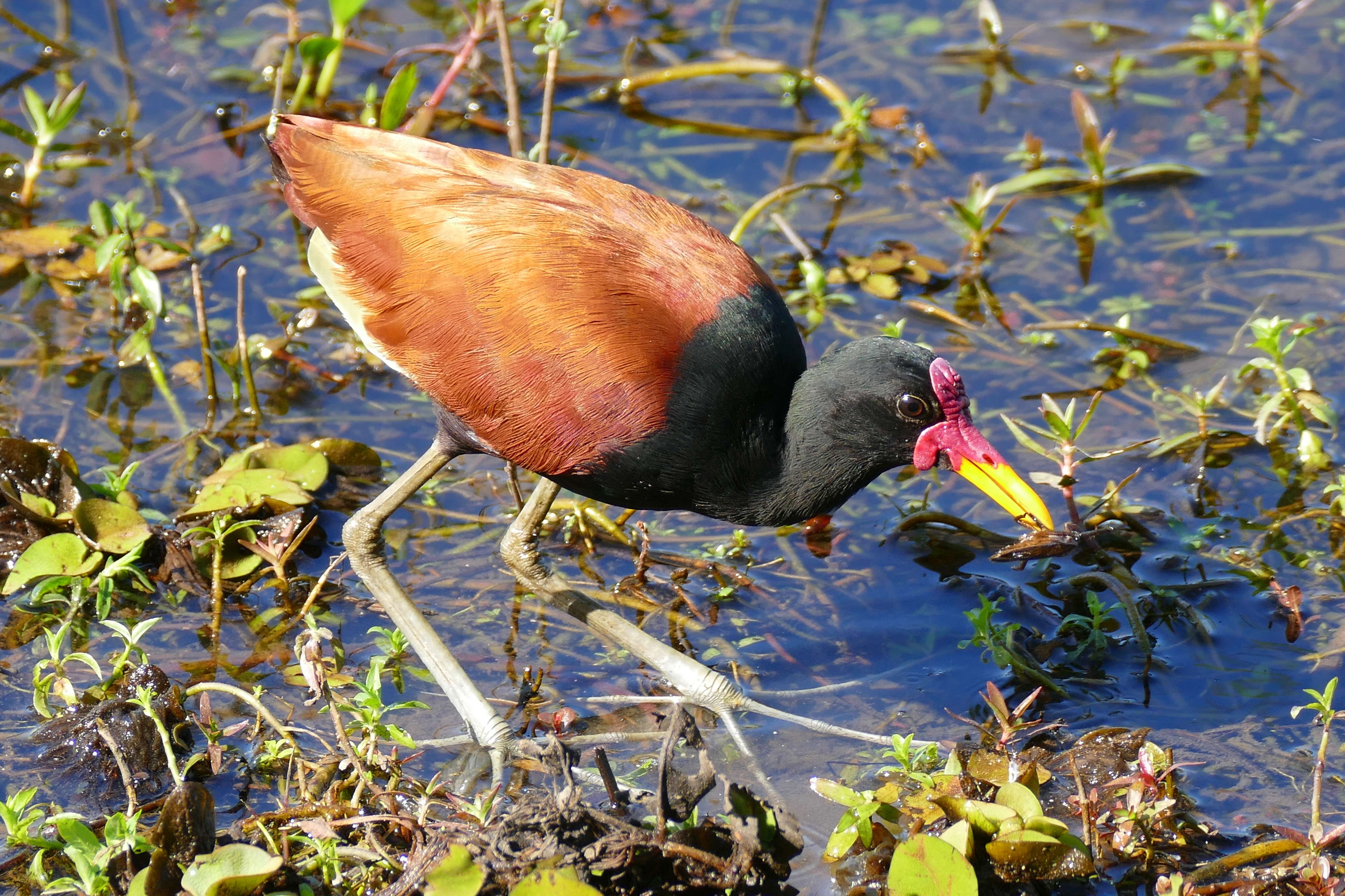 Imagem de Jacana jacana (Linnaeus 1766)