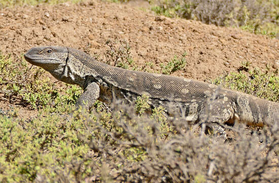 Image of White-throated monitor