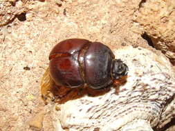 Image of Bolboceratidae