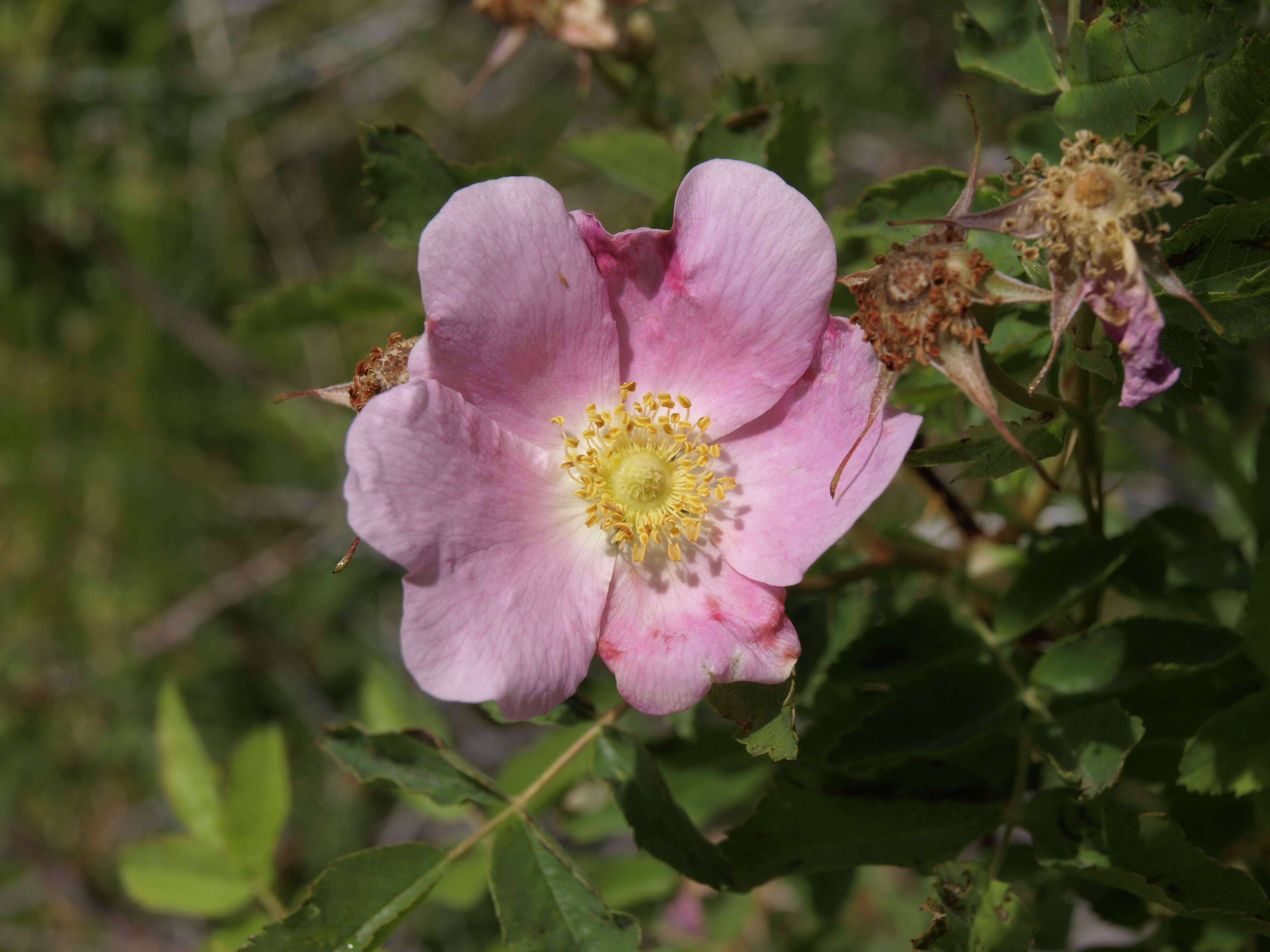 Sivun Rosa woodsii var. ultramontana (S. Wats.) Jeps. kuva