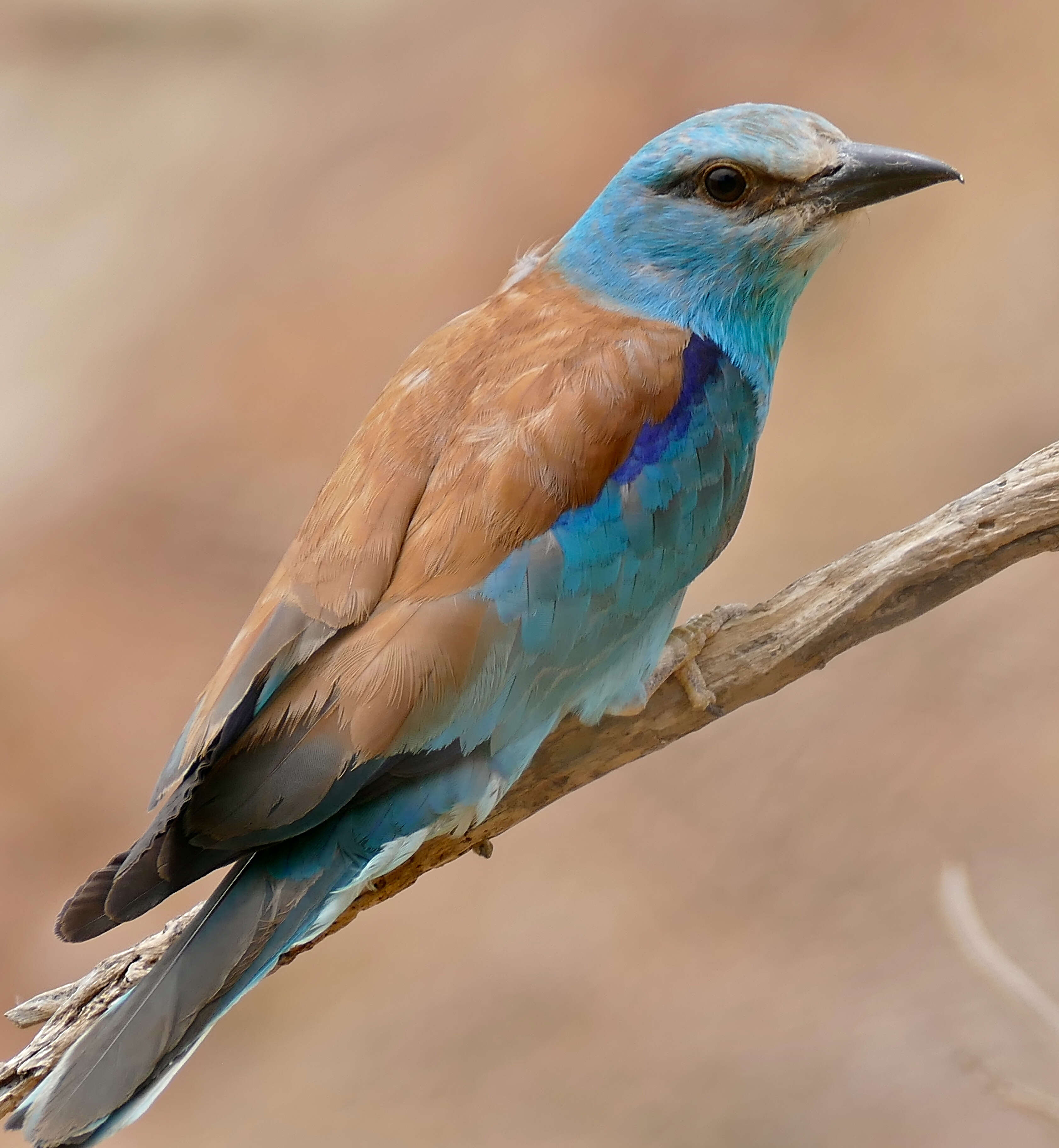 Image of Coracias Linnaeus 1758