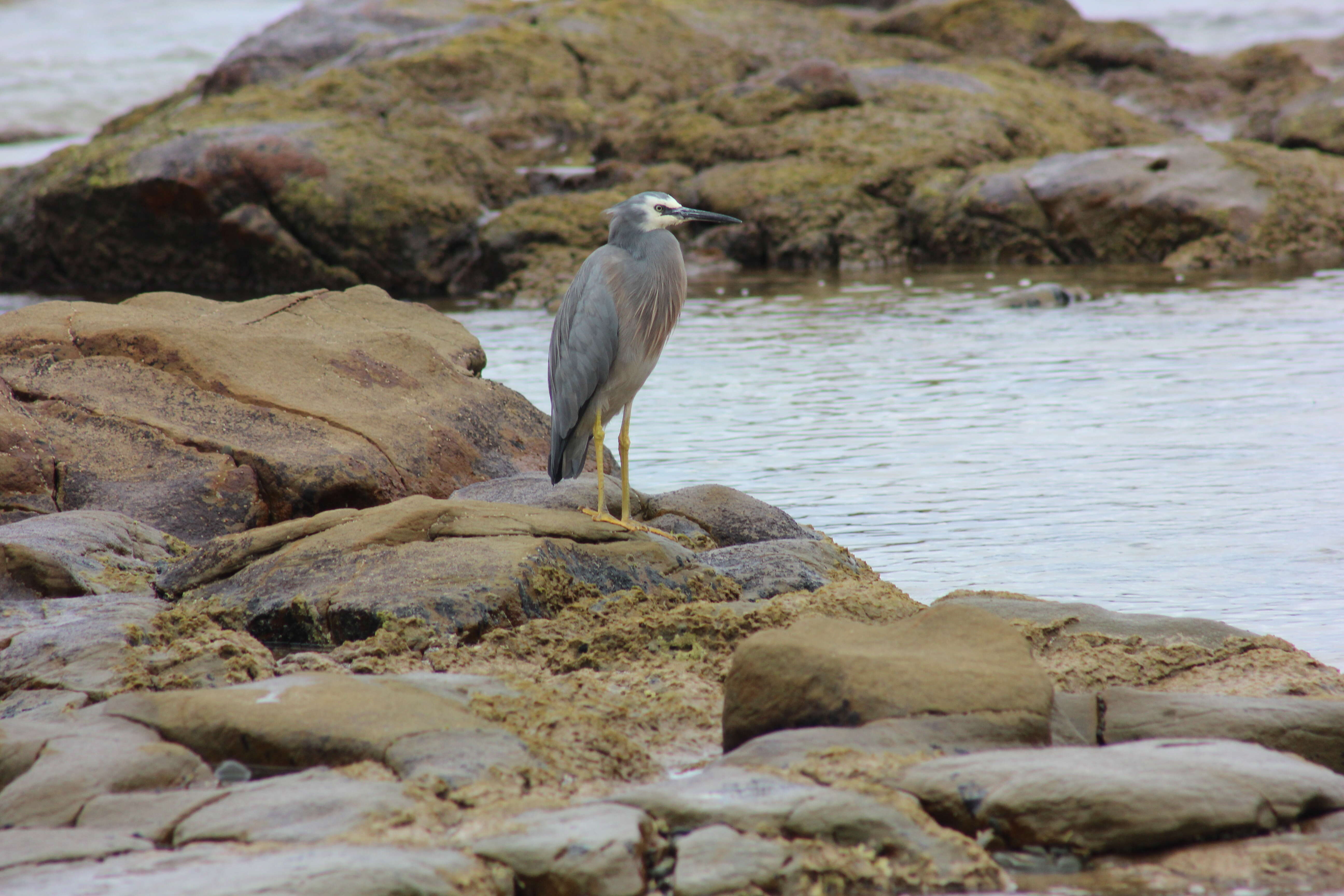 Image of Egretta Forster & T 1817