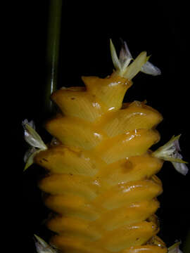 Image of rattlesnake plant