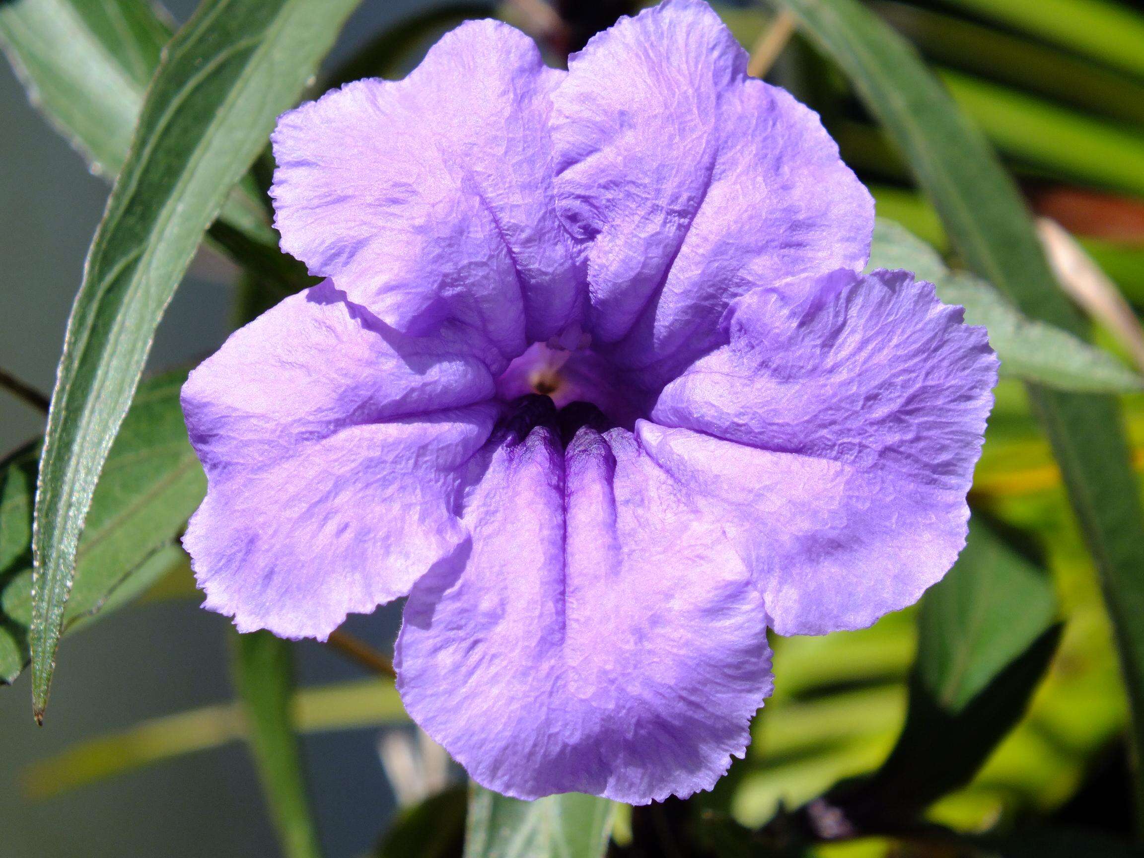 Image of Linear-Leaf Wild Petunia