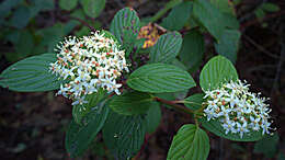 Cornus sericea L. resmi